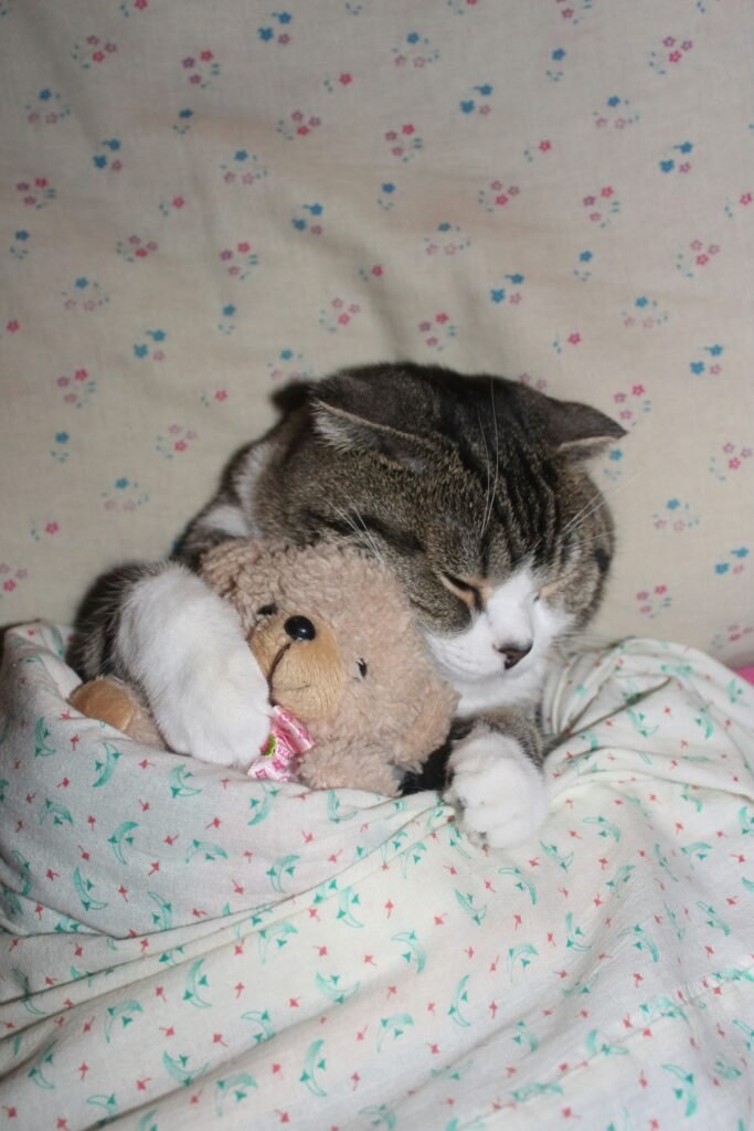 Peluches pour animaux : un chat qui dort avec une petite peluche
