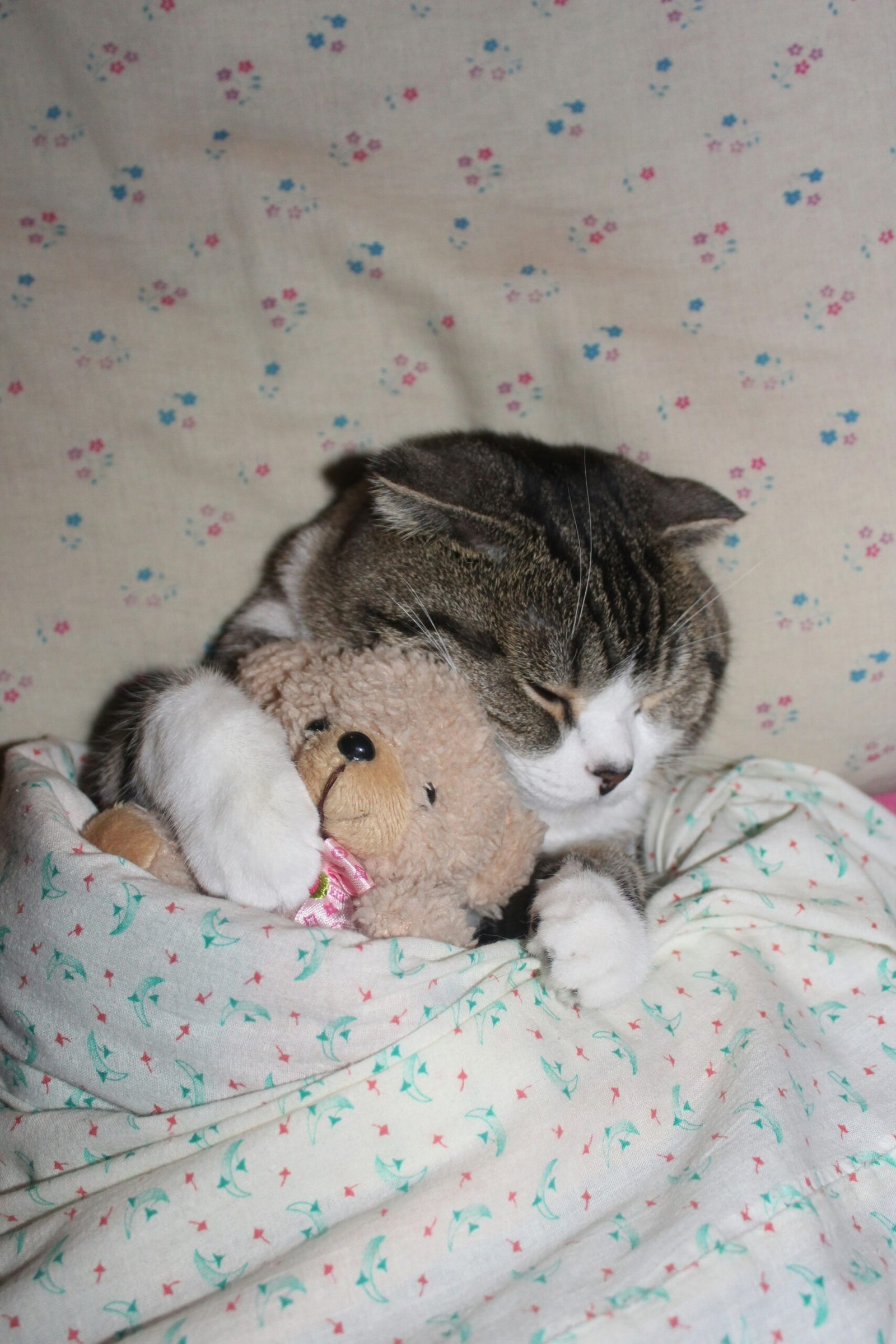 Peluches pour animaux : un chat qui dort avec une petite peluche