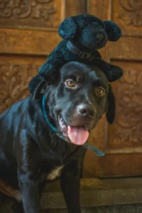 peluche pour animaux (2) peluche pour animaux: un chien avec sa peluche