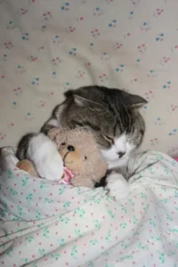 peluche pour animaux: un chat qui dort avec une petite peluche