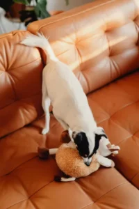 peluche pour animaux (3) peluche pour animaux: un chien blanc avec sa peluche