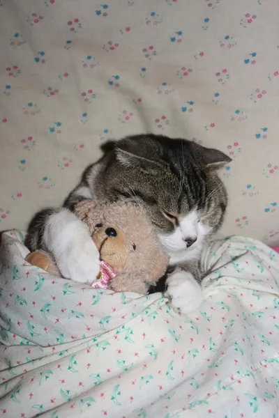 peluche pour animaux: un chat qui dort avec une petite peluche
